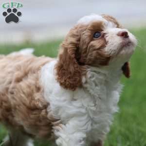 Sandy, Cavapoo Puppy